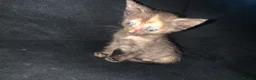 Mixed Breed cats for sale: Beautiful tortie shell girl in London - Advert 4