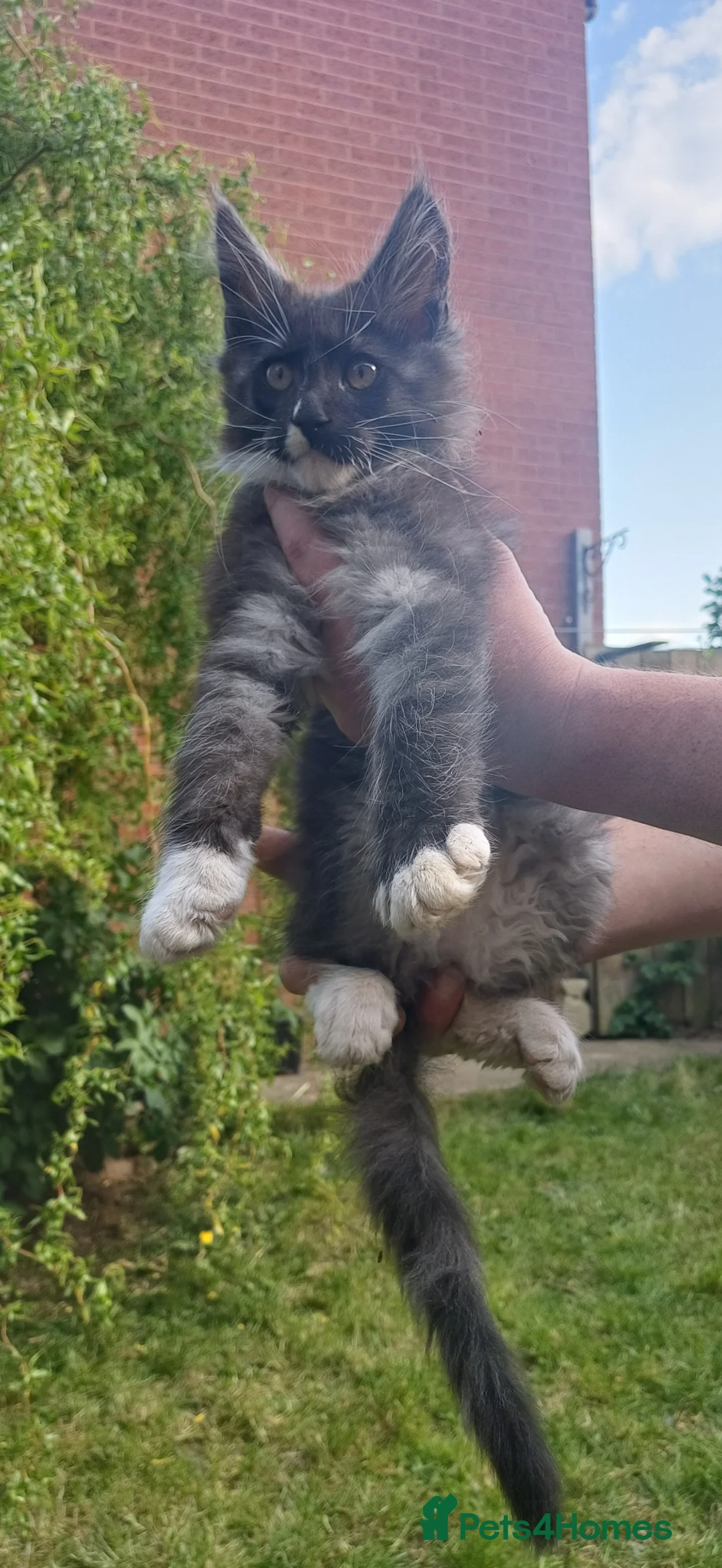 Maine Coon cats for sale: Maine cooin boy for sale - Advert 9