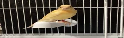 Canaries birds for sale: Domestic/Mosaic canaries available  - Advert 4