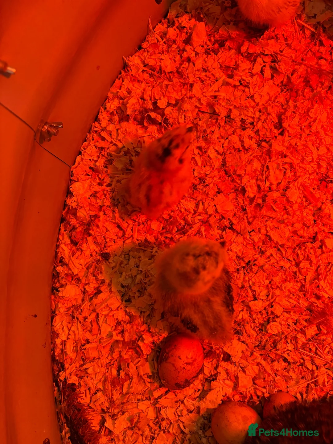 Chickens poultry for sale: Fluffy Silkie Chicks £15 Each Can Hatch to Order  - Advert 7