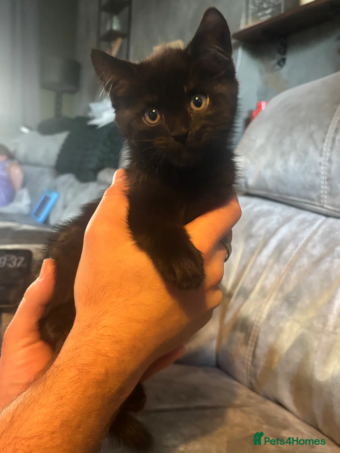 Domestic Shorthair cats for sale: 3 adorable boys available  in Andover - Advert 2