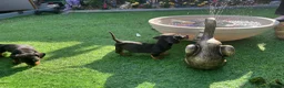 Dachshund dogs for sale: 4 beautiful boys  - Advert 14