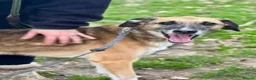 Mixed Breed dogs for adoption: Meet Erol, currently residing in Surrey in Chessington - Advert 5