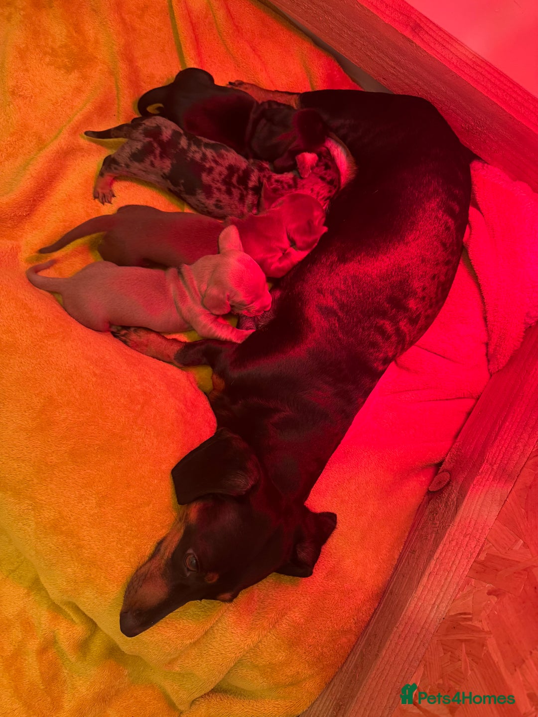 Dachshund dogs for sale: 3 Dachshunds will be ready for  **  - Advert 4