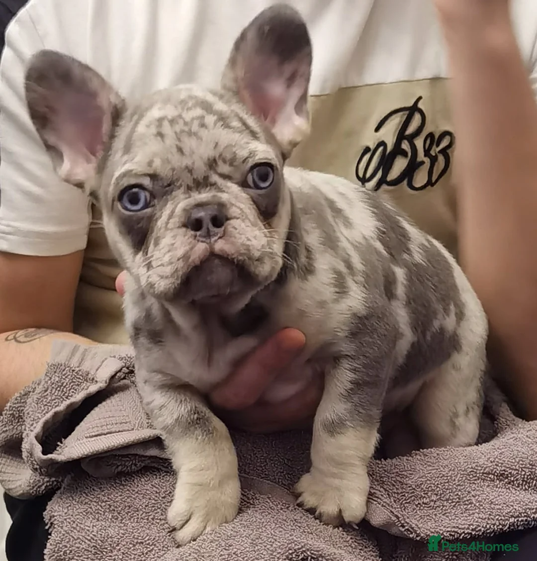 French Bulldog dogs for stud: Lilac tan merle in Sheffield - Advert 8