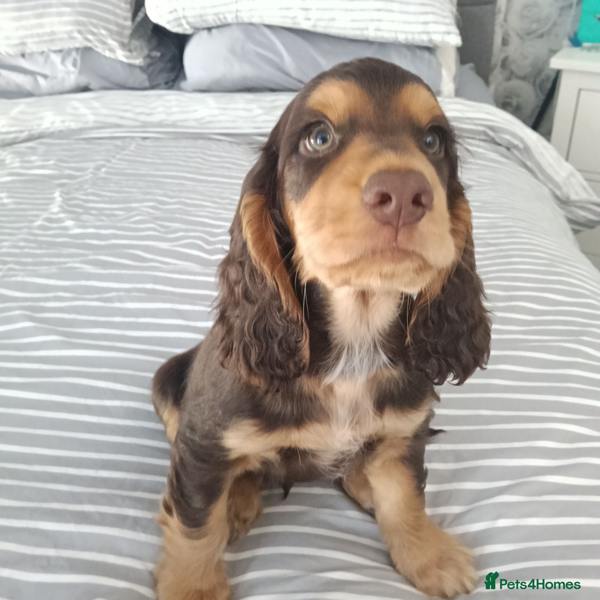 Cocker Spaniel dogs Show cross working cocker spaniel puppies  - Advert 16