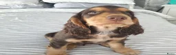 Cocker Spaniel dogs for sale: Show cross working cocker spaniel puppies  in Port Talbot - Advert 2