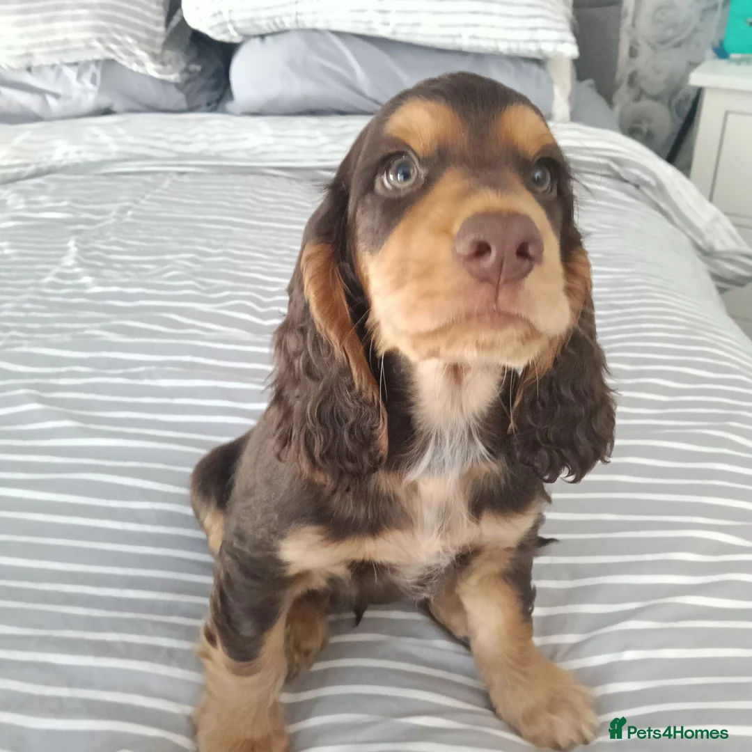 Cocker Spaniel dogs for sale: Show cross working cocker spaniel puppies  in Port Talbot - Advert 2