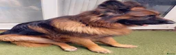 German Shepherd dogs for sale: German Shepard puppies for sales  - Advert 10