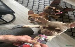 French Bulldog dogs for sale: French Bulldog Puppies in Sowerby Bridge - Image 21