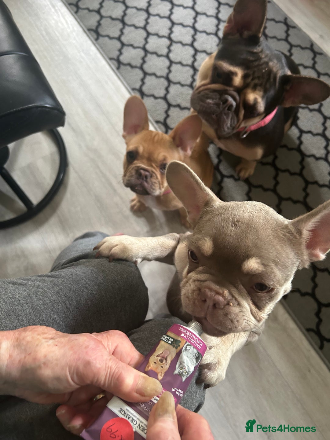 French Bulldog dogs for sale: French Bulldog Puppies in Sowerby Bridge - Image 21