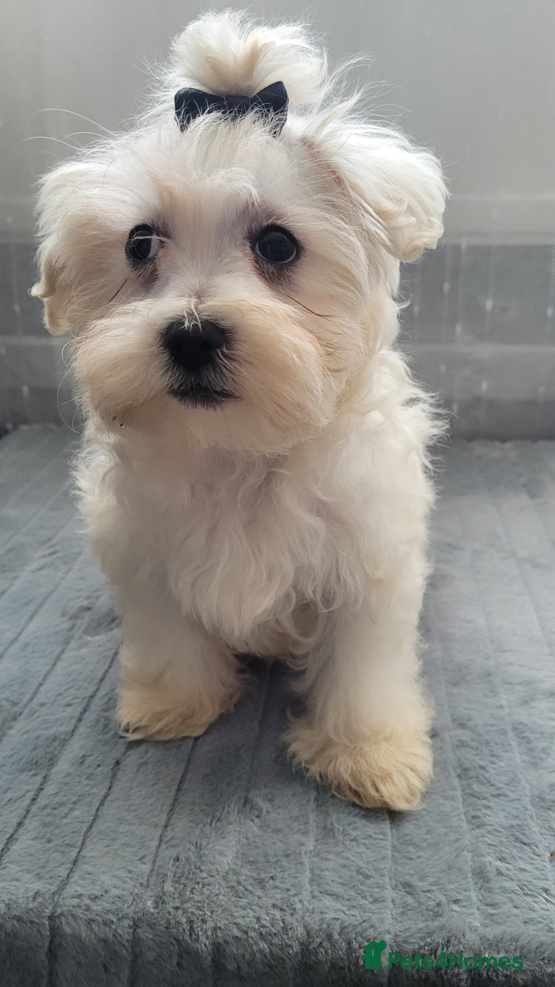 Maltipoo dogs for sale: Olivia M  - Advert 8
