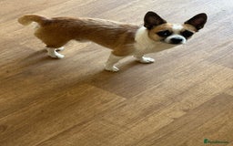 Mixed Breed dogs for sale: Male Chihuahua mix breed  - Image 2