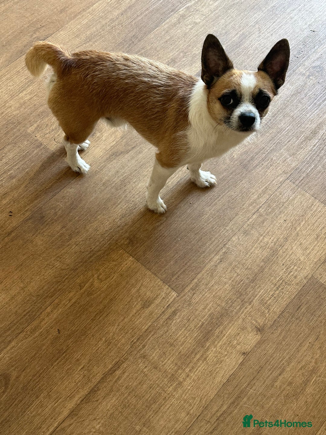 Mixed Breed dogs for sale: Male Chihuahua mix breed  - Image 2
