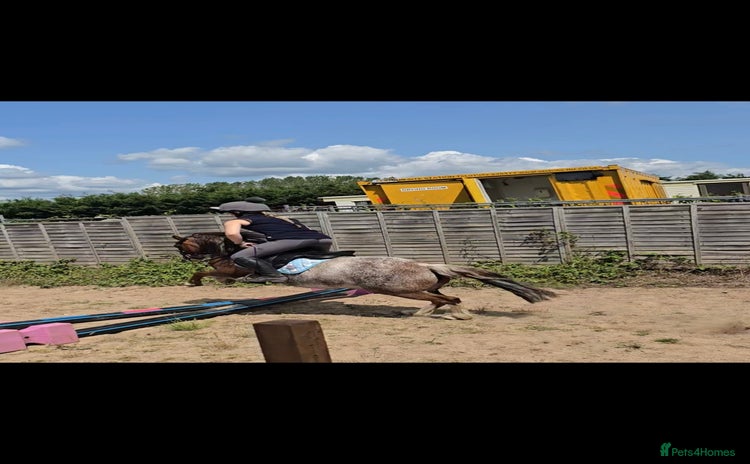 Welsh Section A horses 11.2hh lead rein/2nd pony - in foal - Advert 1