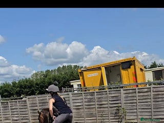 Welsh Section A horses 11.2hh lead rein/2nd pony - in foal - Advert 8