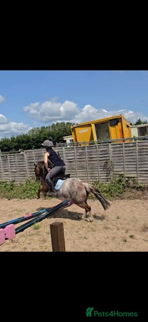 Welsh Section A horses 11.2hh lead rein/2nd pony - in foal - Advert 2