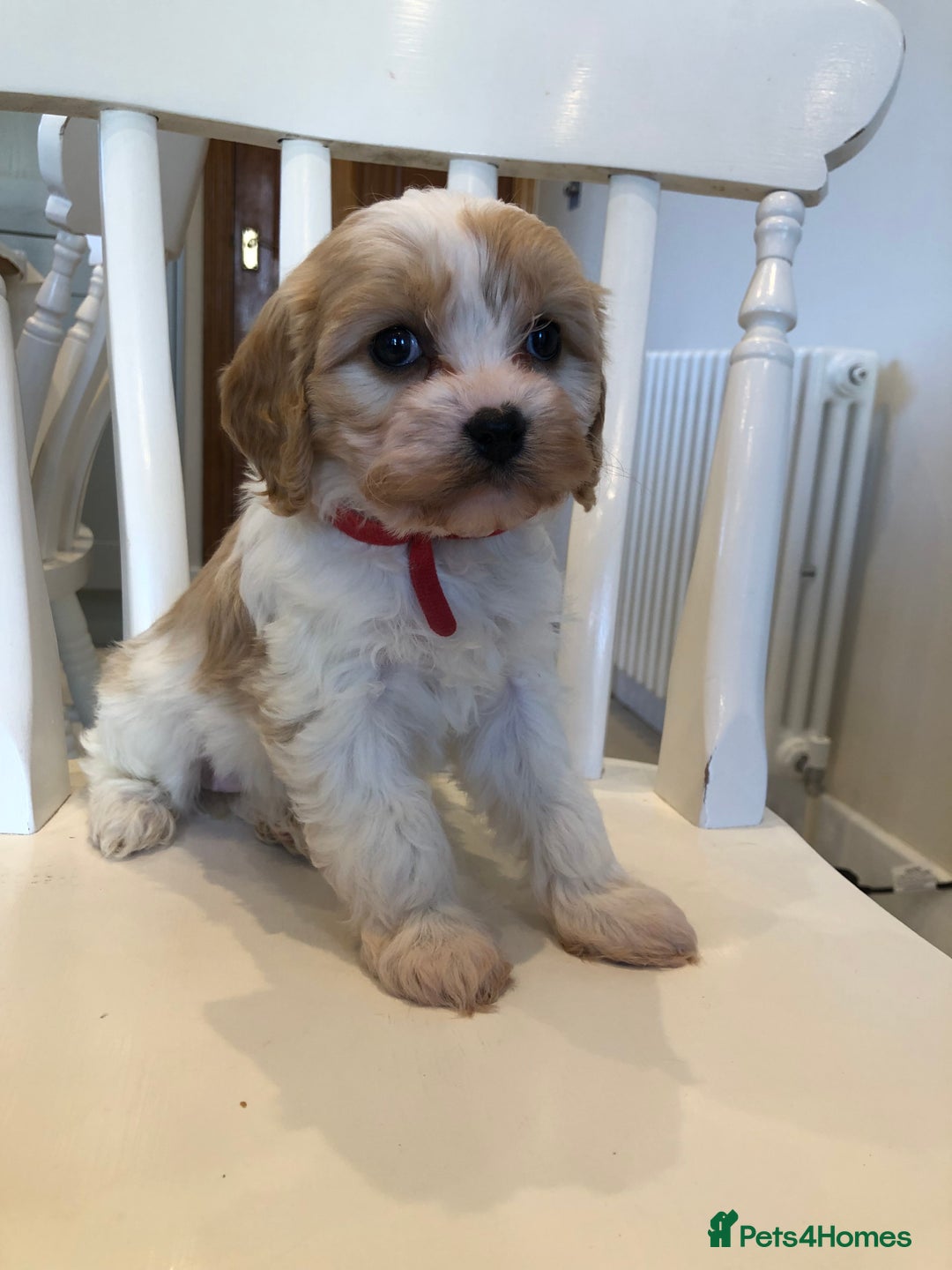 Cavapoo dogs for sale: Adorable Cavapoo Puppies  - Advert 31