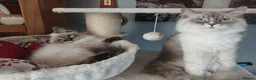 Siberian cats for sale: Beautiful Siberian kittens  - Advert 11