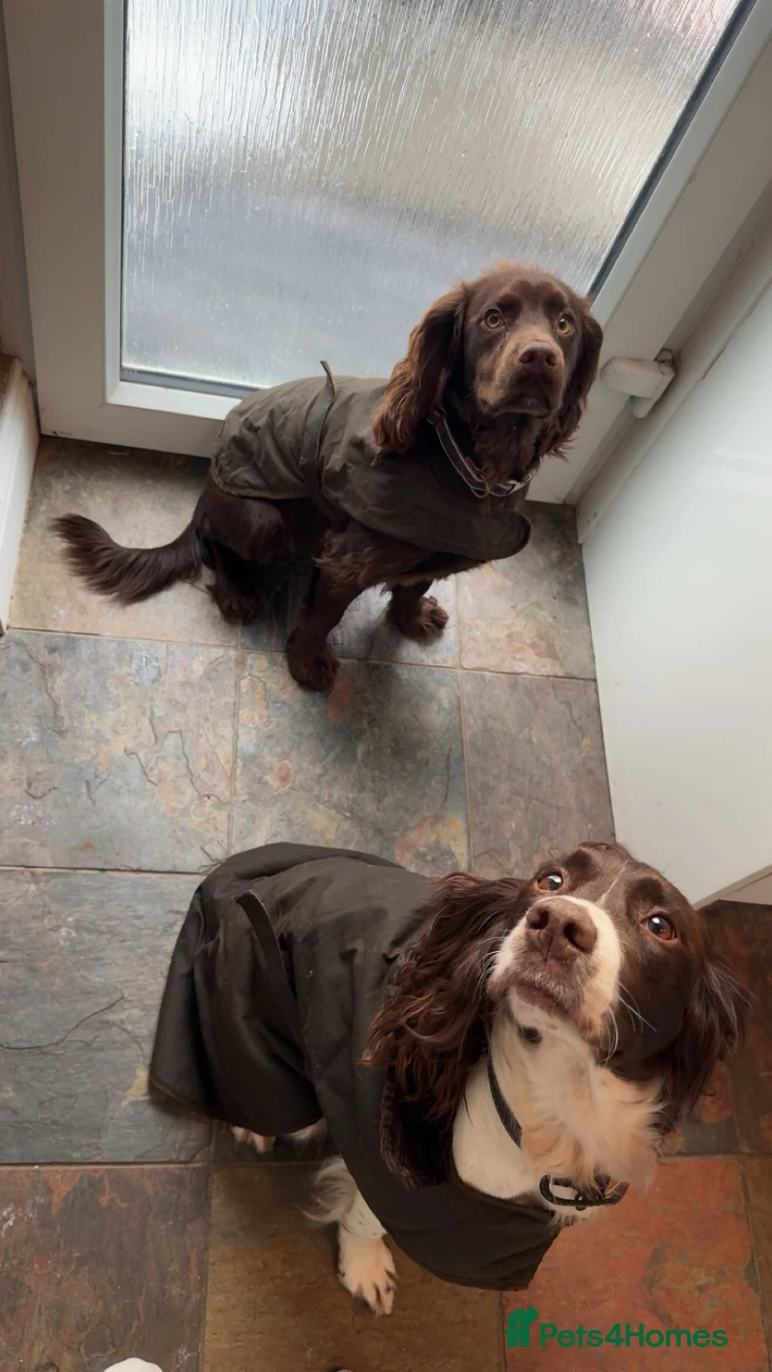 Mixed Breed dogs for sale: Exceptional Chocolate Working Sprocker Puppies - Advert 2