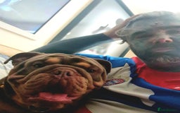 English Bulldog dogs for sale: GHOST - English bulldog  - Image 10