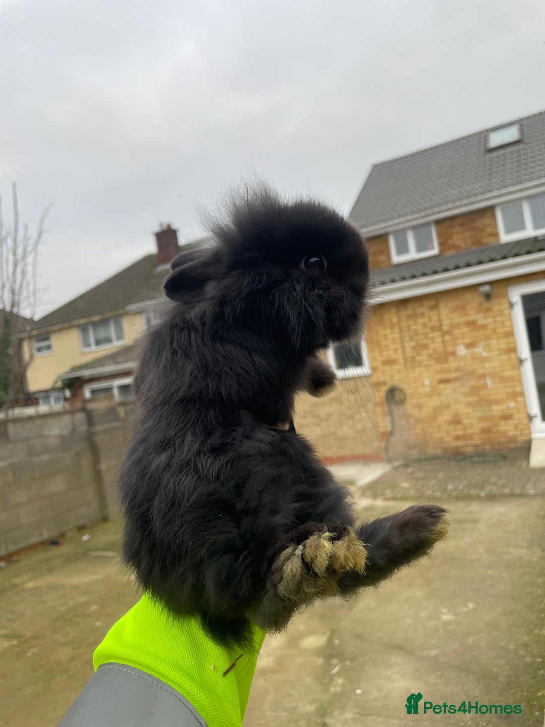 Mixed Breed rabbits for sale: Mini lip/ Netherland dwarf babies - Advert 4