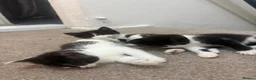 British Shorthair cats for sale: Beautiful black and white kittens ready - Advert 4