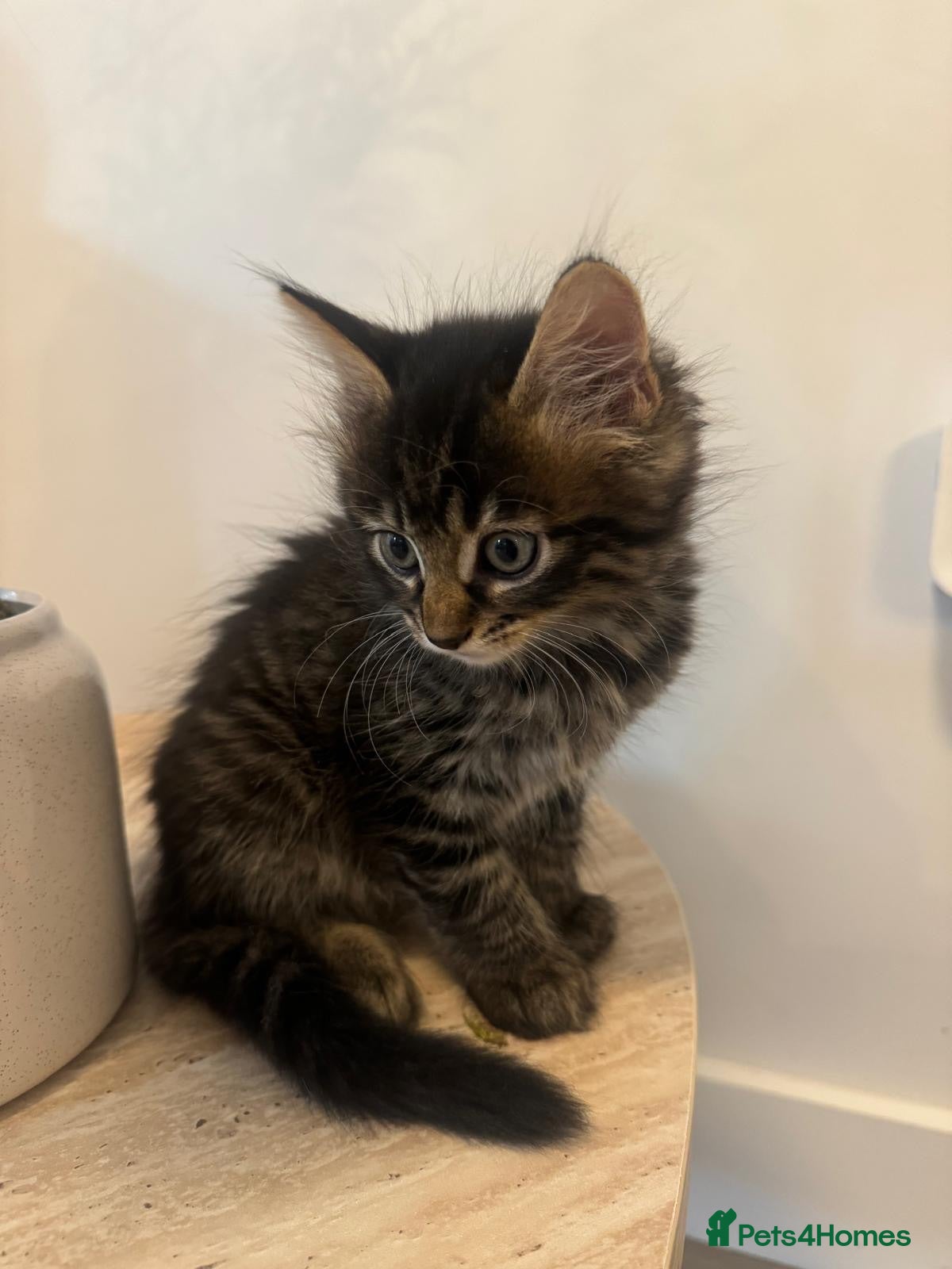 British Shorthair cats 🐾 Beautiful British Shorthair Kitten 🐾 - Advert 2