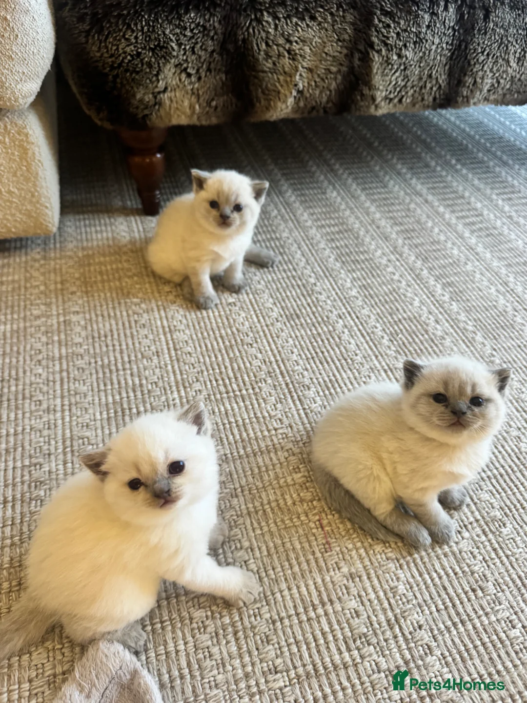 British Shorthair cats for sale: FULL PEDIGREE SHORTHAIR KITTENS IN THE COTSWOLDS - Advert 2