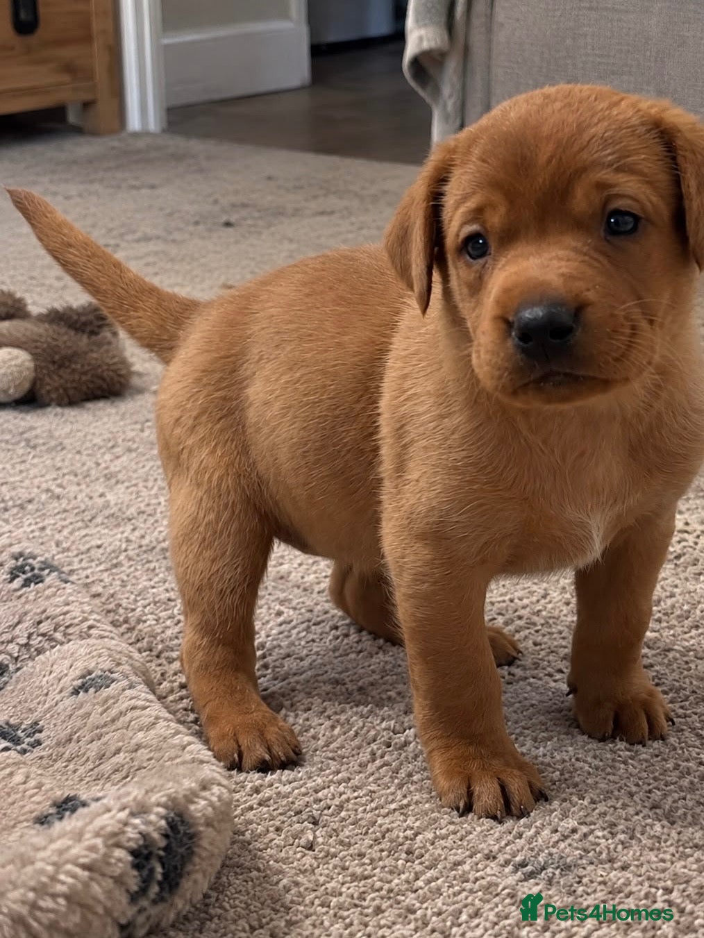 Labrador Retriever dogs Stunning KC Fox Red Boys & Girls Labradors  - Advert 2