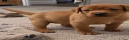 Labrador Retriever dogs for sale: Stunning KC Fox Red Boys & Girls Labradors  - Advert 2