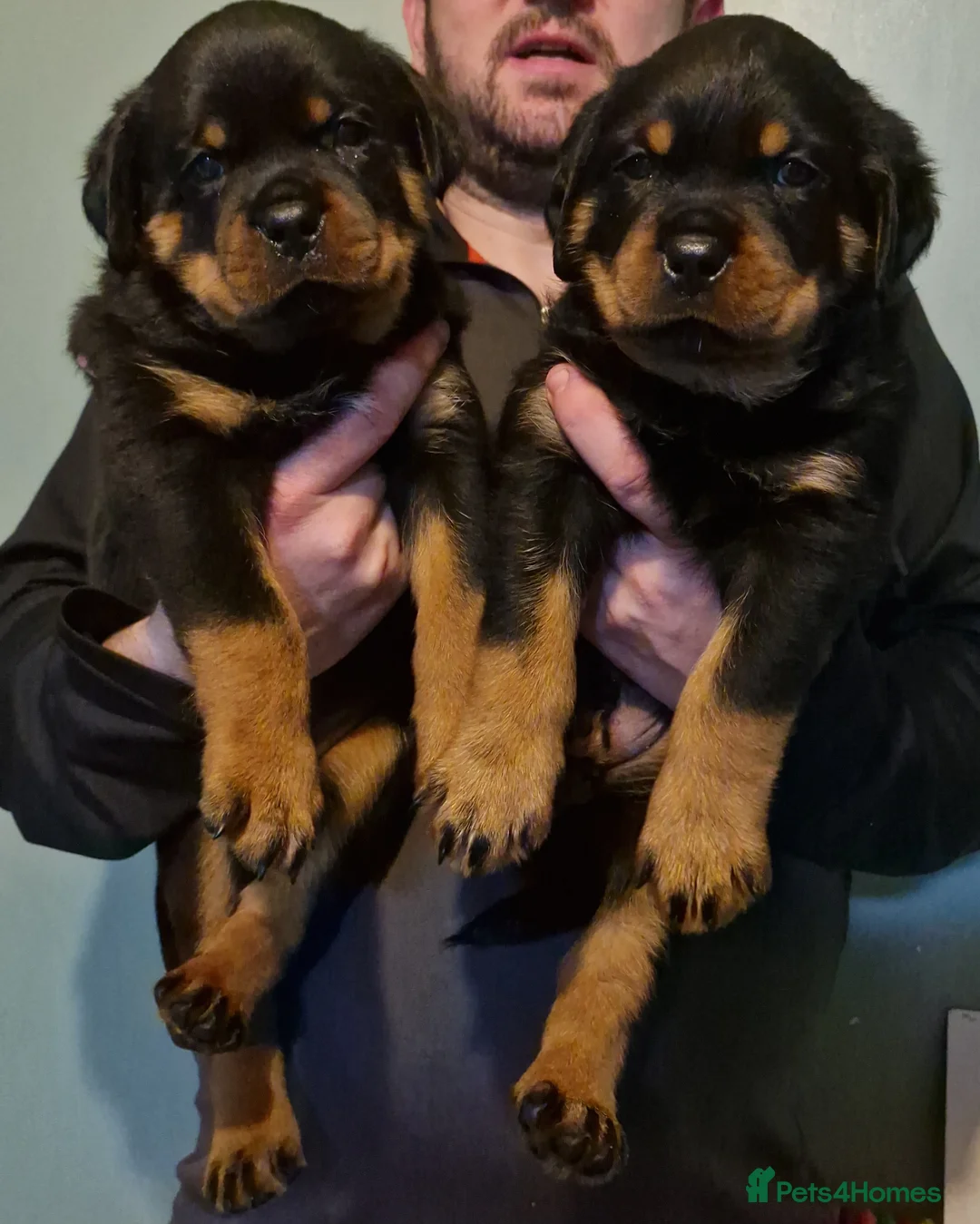 Rottweiler dogs for sale: LEGACY'S IN THE MAKING!! REX & MAGIC (KC) - Advert 2