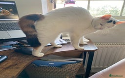Brazilian Shorthair cats for sale: Beautiful Female Shorthair  - Image 5