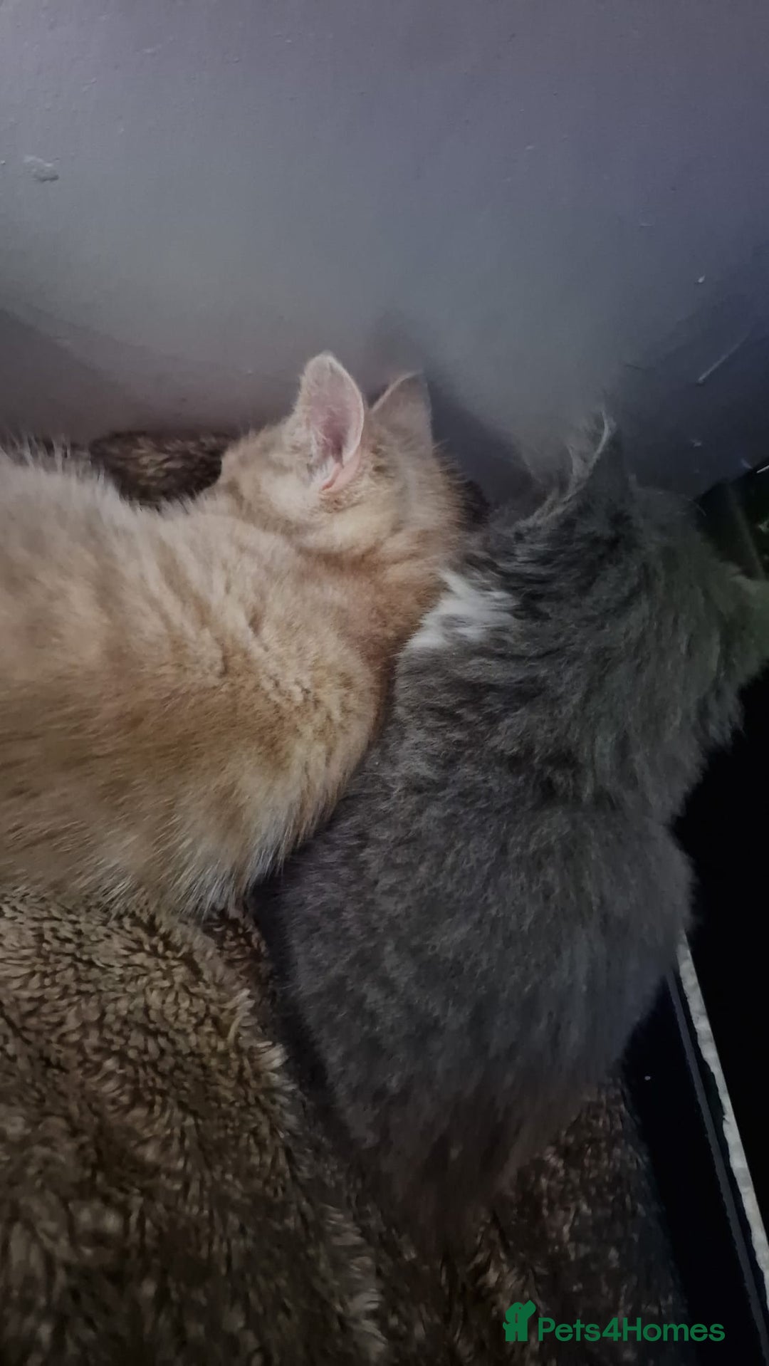 Mixed Breed cats for sale:  Kittens for Sale  - Advert 4