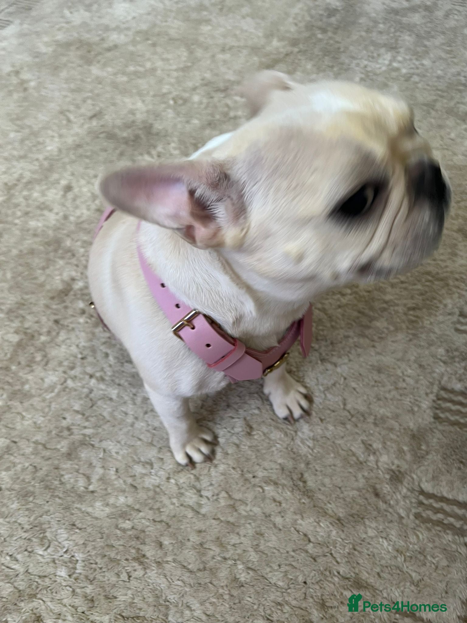 French Bulldog dogs stunning french bulldogs - Advert 11