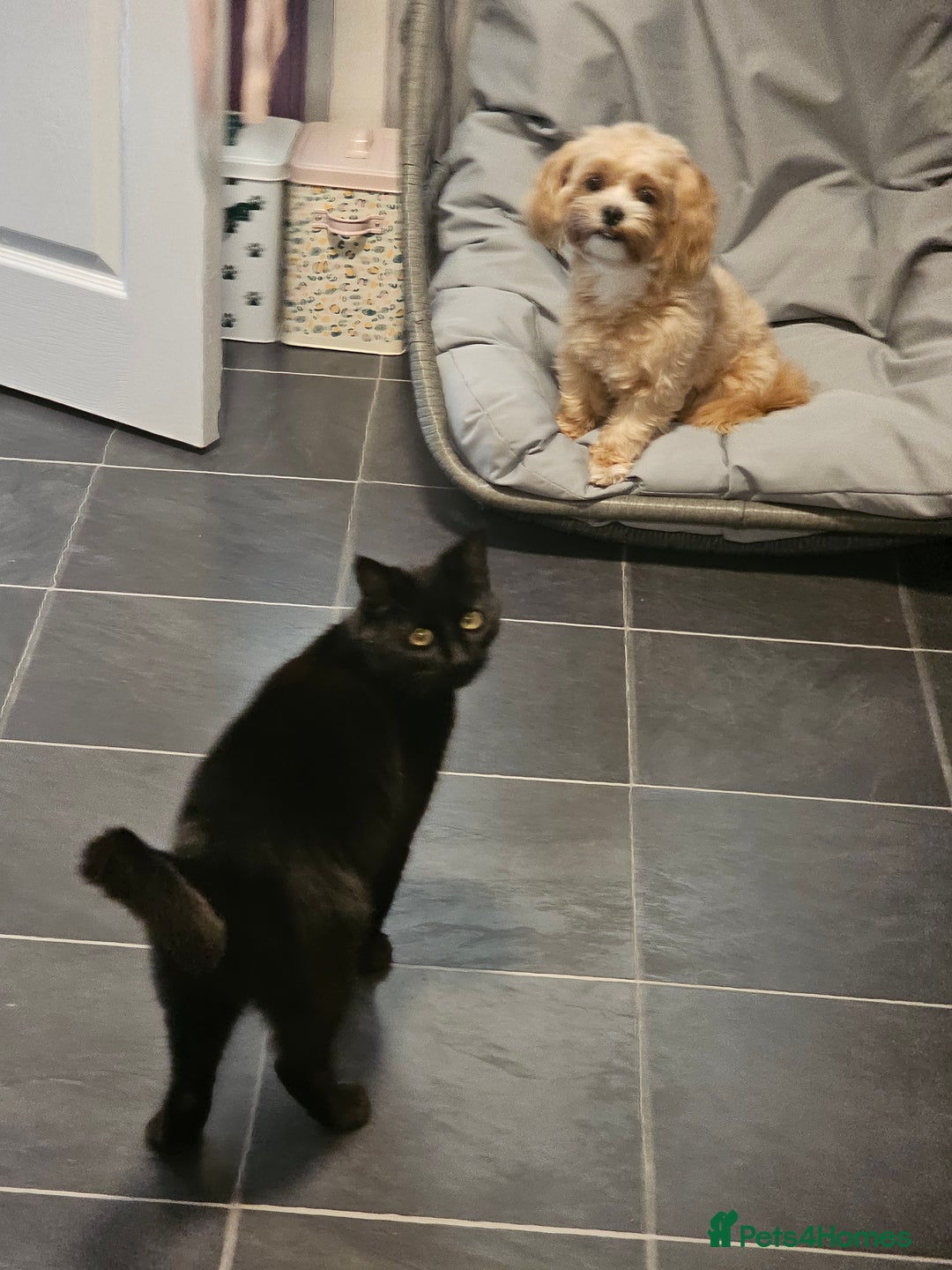 Maltipoo dogs for sale: 1y old Maltipoo Girl  - Advert 3