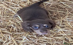 Miniature Dachshund dogs for sale: Miniture long haired daschund pups  - Image 6