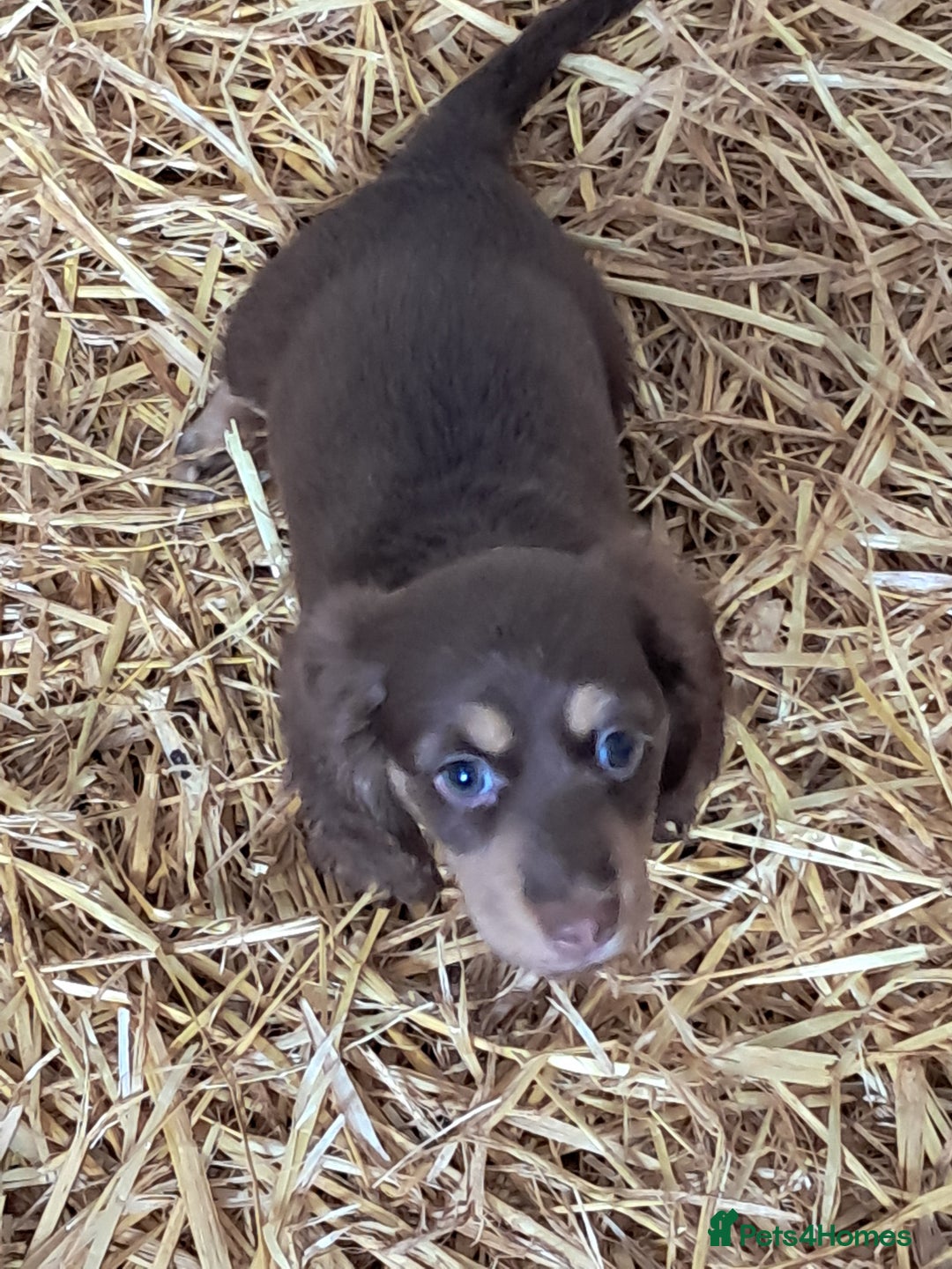 Miniature Dachshund dogs for sale: Miniture long haired daschund pups  - Image 6