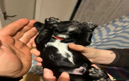 Cocker Spaniel dogs for sale: Cocker spaniel puppies - Image 14