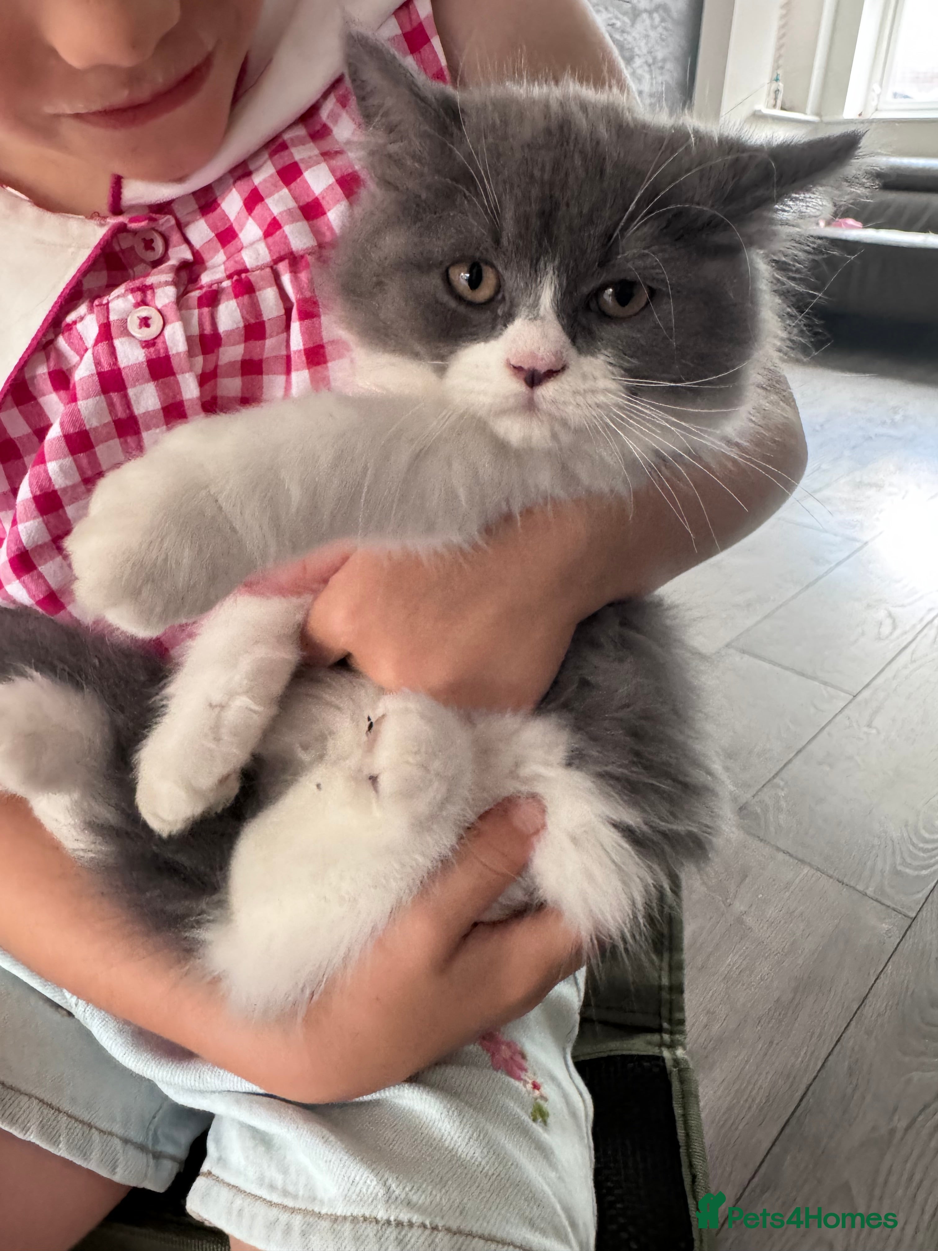 British Longhair cats ✨British longhair ready now ✨ - Advert 2