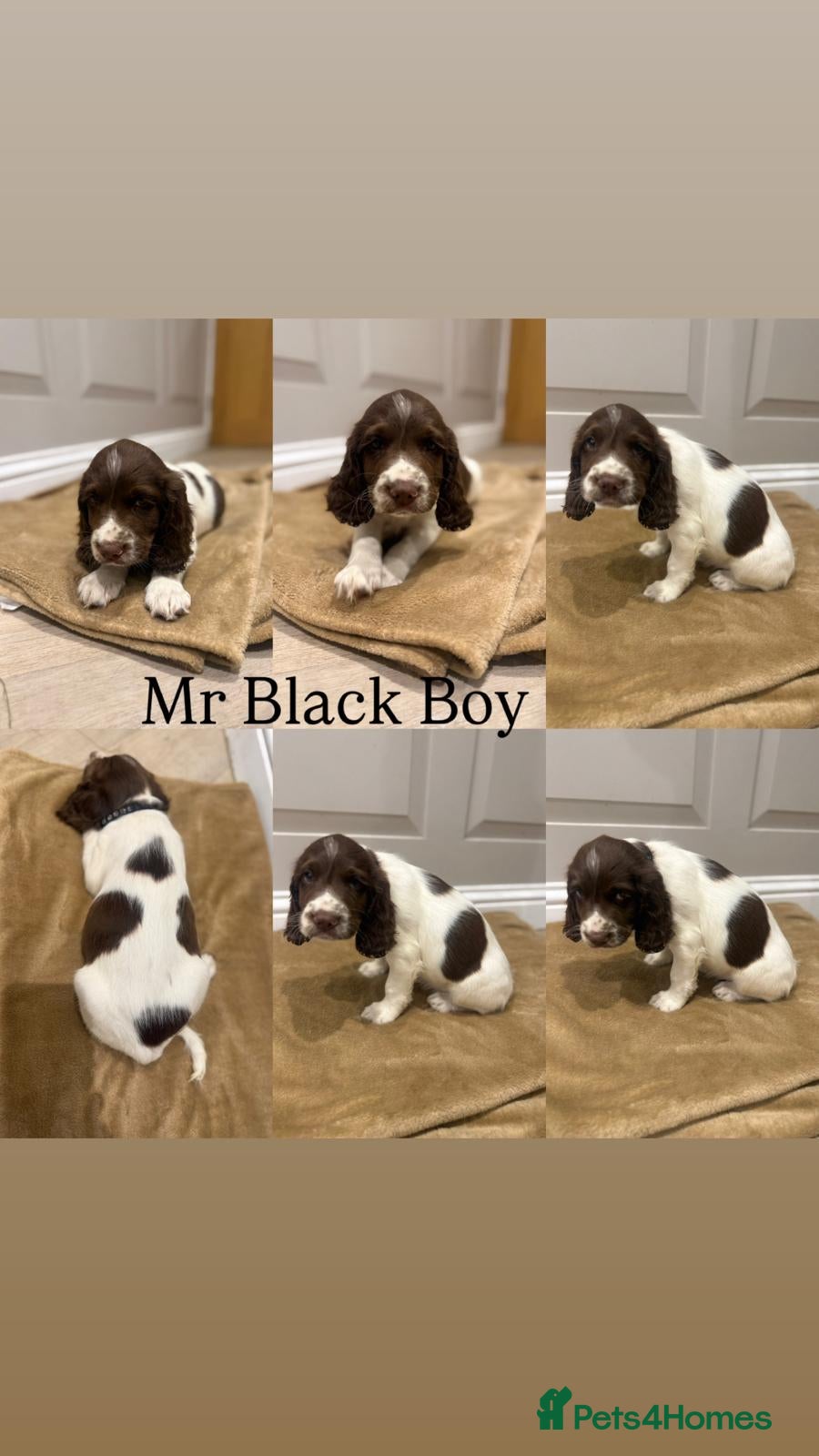 English Springer Spaniel dogs KC Registered English Springer Spaniel Puppies - Advert 2