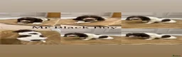 English Springer Spaniel dogs for sale: KC Registered English Springer Spaniel Puppies - Advert 5