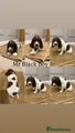 Rehomed English Springer Spaniel Mr Black