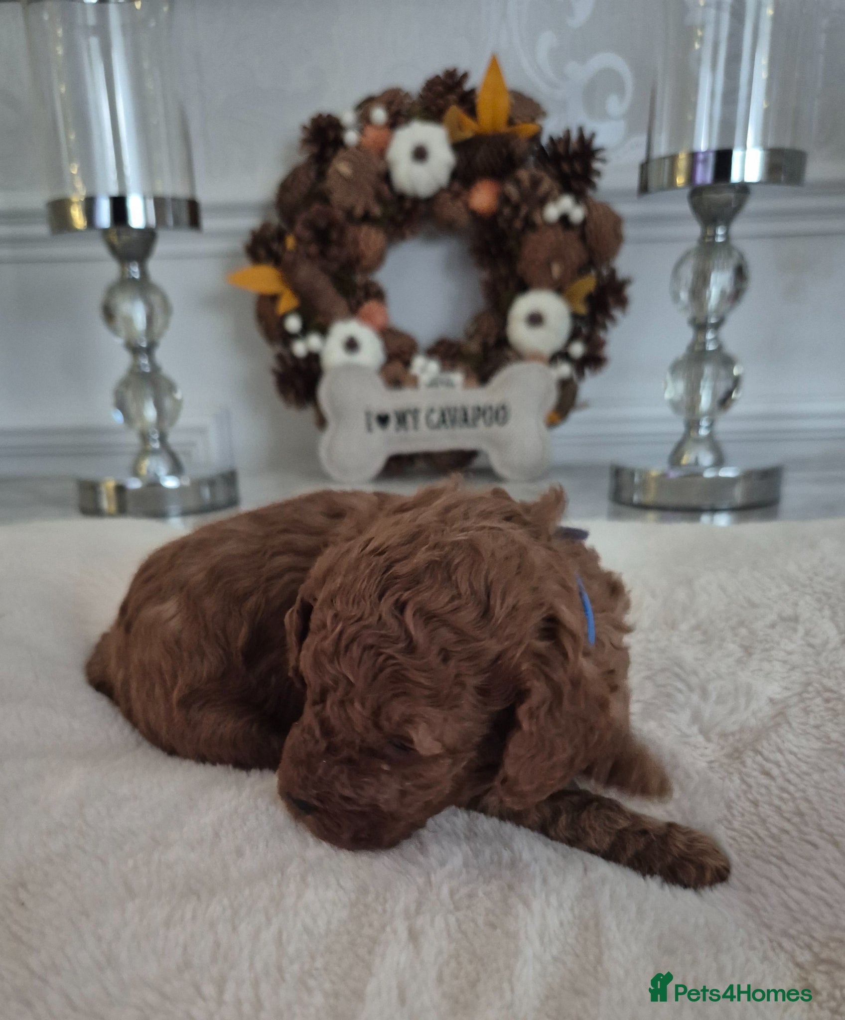 Cavapoo dogs F1B HEALTH TESTED CAVAPOO PUPPIES  - Advert 1