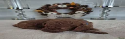 Cavapoo dogs for sale: F1B HEALTH TESTED CAVAPOO PUPPIES  - Advert 19