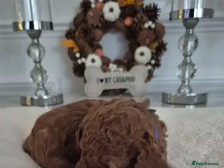 Cavapoo dogs F1B HEALTH TESTED CAVAPOO PUPPIES - Advert 1