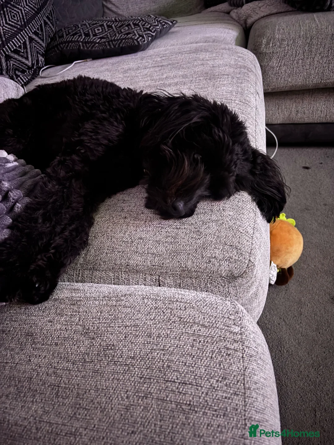 Cavapoo dogs for sale: Maisie moo - Advert 21