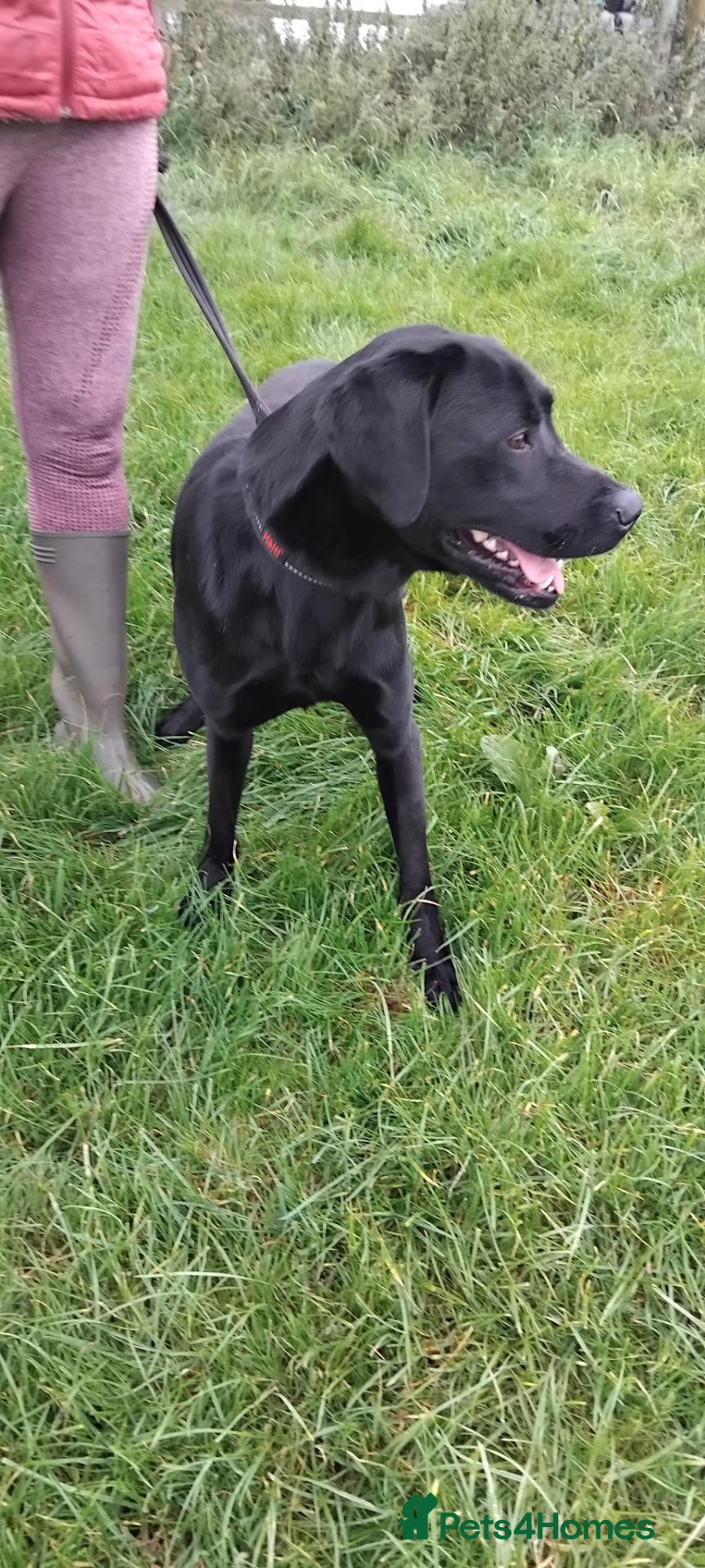 Labrador Retriever dogs Male age 2 entire - Advert 4