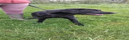 Labrador Retriever dogs for sale: Male age 2 entire - Advert 1