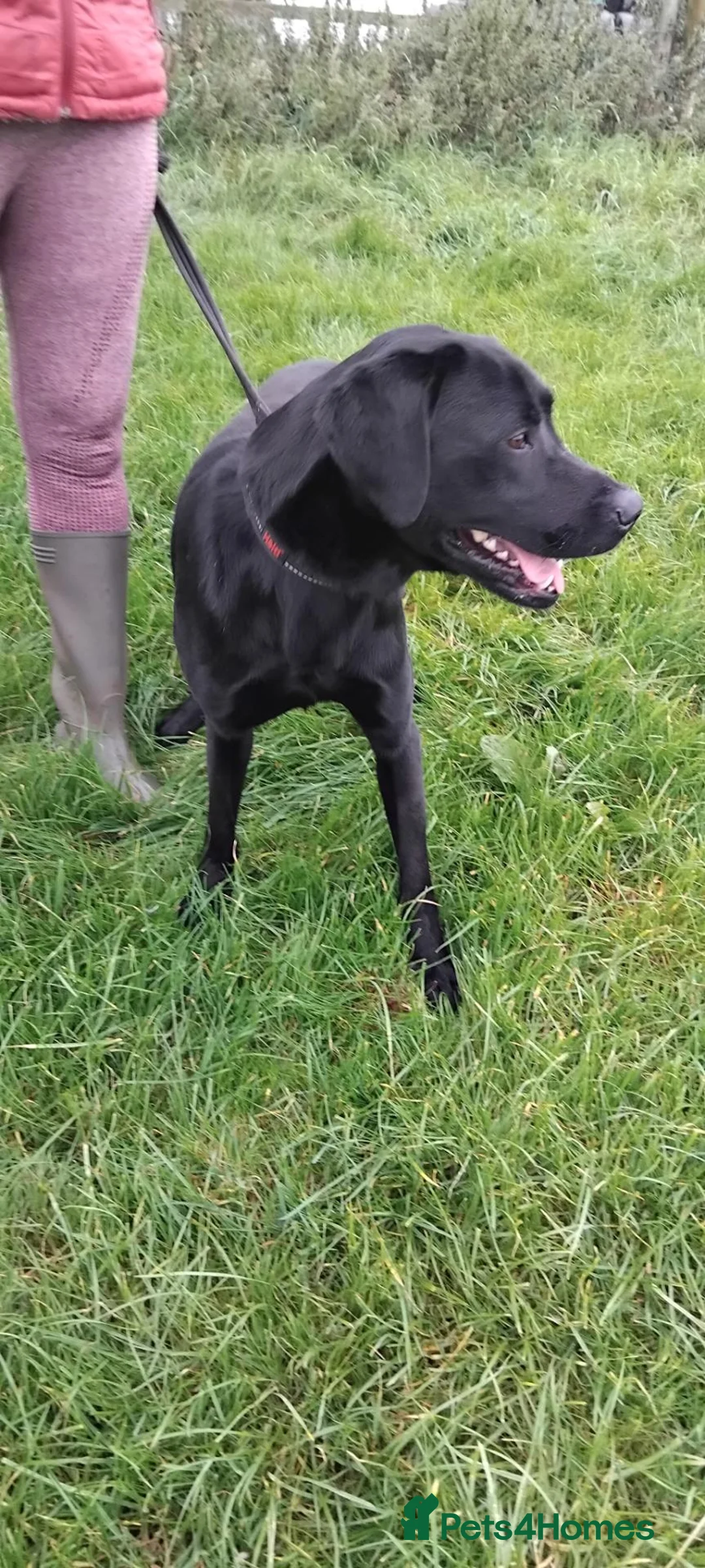 Labrador Retriever dogs for sale: Male age 2 entire - Advert 1